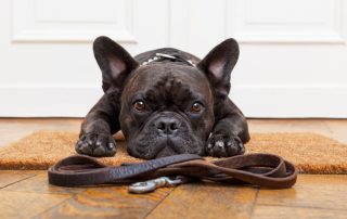 french bulldog dog waiting and begging to go for a walk with owner , sitting or lying on doormat