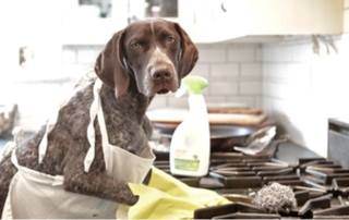 novelty photo of a dog wearing rubber gloves, pretending to clean a countertop next to a stove